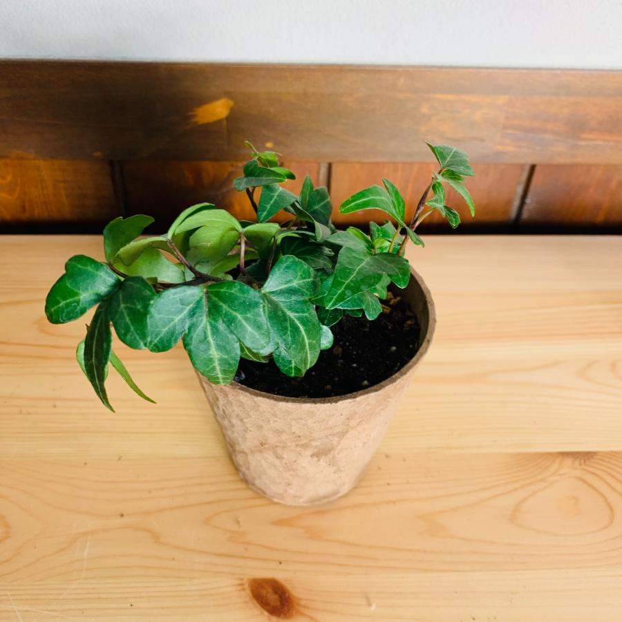 観葉植物　おしゃれ  アイビー　品種おまかせ　木の香りがする鉢　3号　くるみ付　インテリア |  | 02