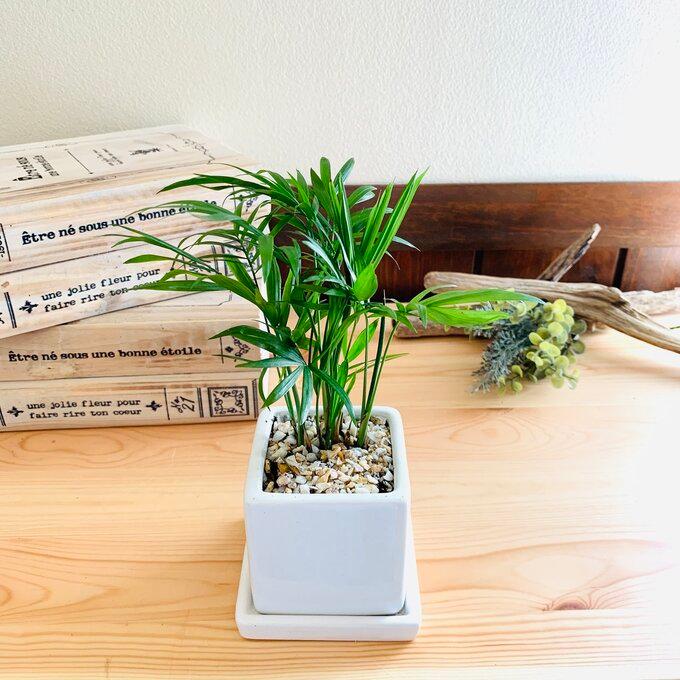 観葉植物 おしゃれ テーブルヤシ スクエア陶器鉢 受け皿付き