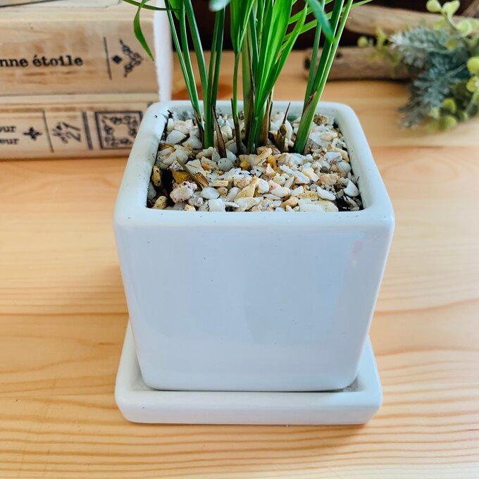 観葉植物 おしゃれ テーブルヤシ スクエア陶器鉢 受け皿付き