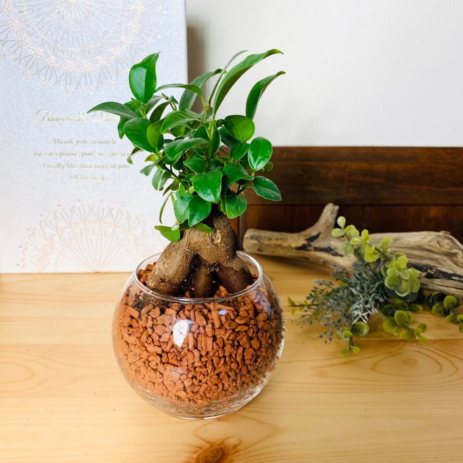 ガジュマル ハイドロカルチャ― バブルボール インテリア 室内 : Lovely