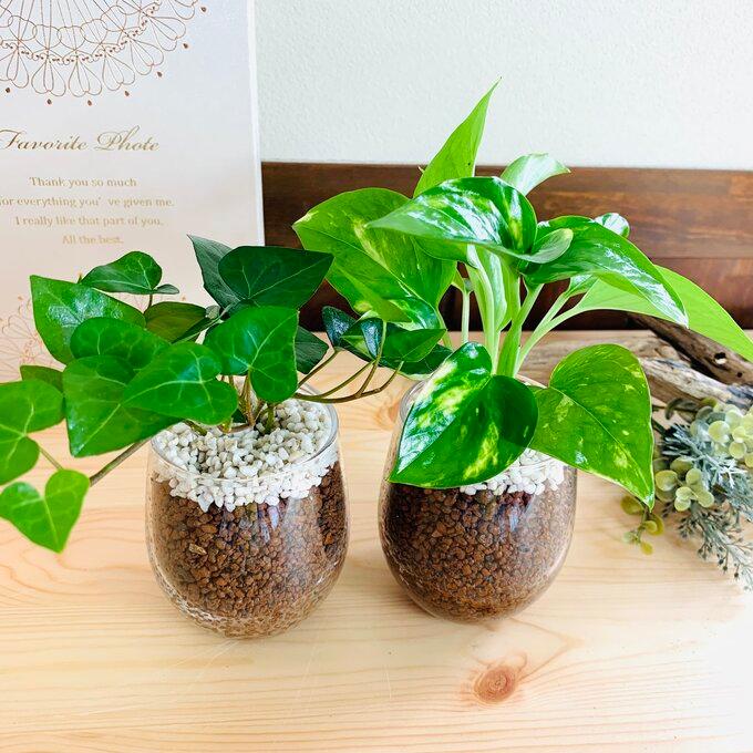 ハートアイビー ゴールデンポトス ハイドロカルチャー 観葉植物