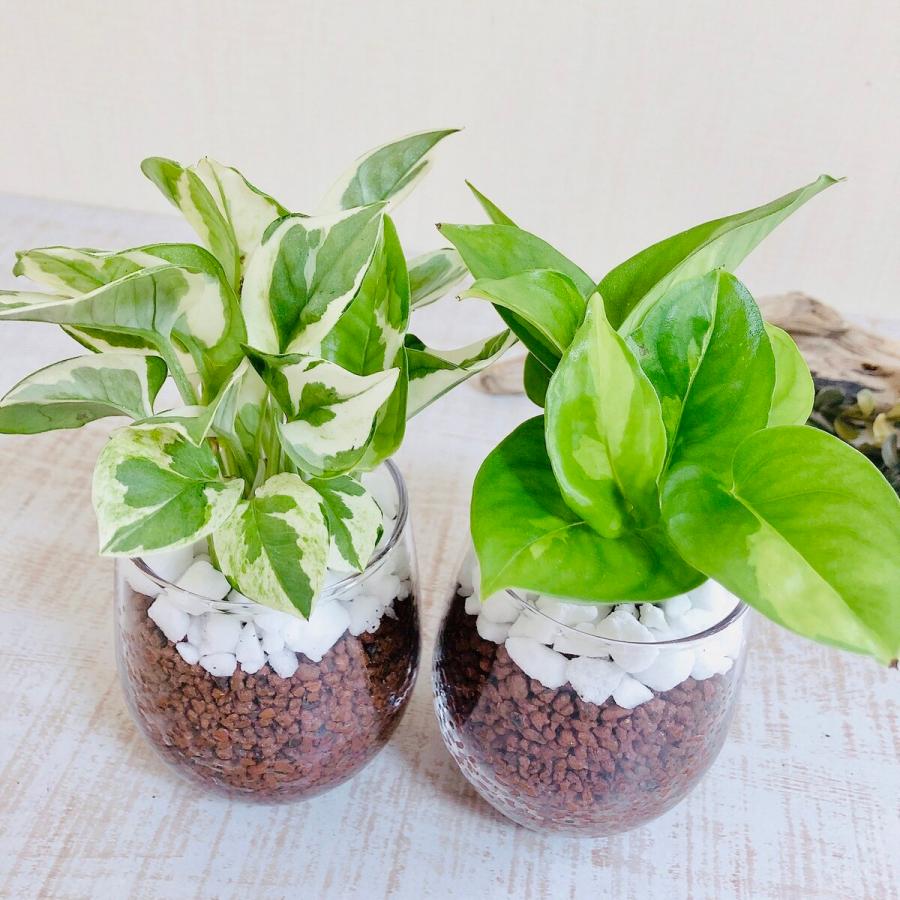 グリーンフラワーアゲート エンハイドロ グリーンフラワーアゲート エンハイドロ 【公式通販】