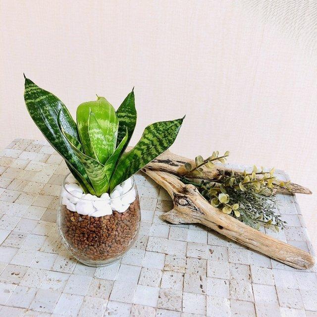 ポトス グローバルグリーン ポトスエンジョイ ハイドロカルチャー