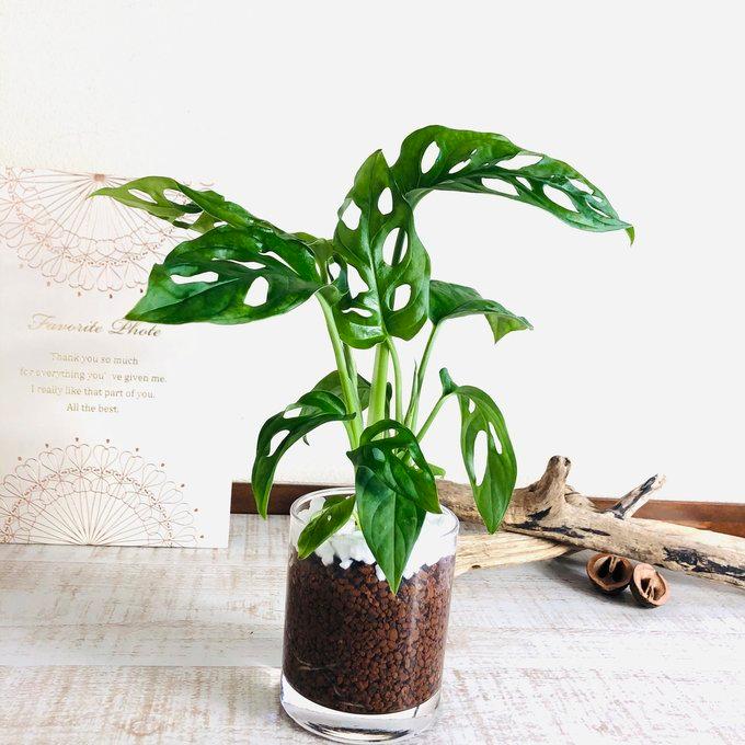 マドカズラ ハイドロカルチャー 観葉植物 インテリア モンステラ 