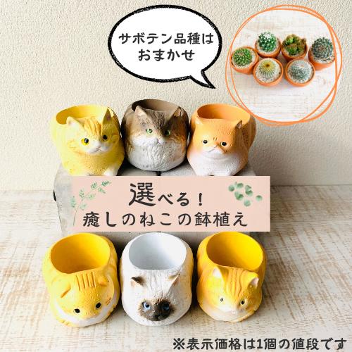 選べる　小さな猫の鉢植え　サボテンの品種はおまかせ　多肉植物　インテリア　在宅ワーク　デスク | 