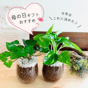 観葉植物　おしゃれ　母の日　予約　ベラボン植え　ハートアイビー　ゴールデンポトス　ラウンドグラス　ギフト　インテリア　室内 | 