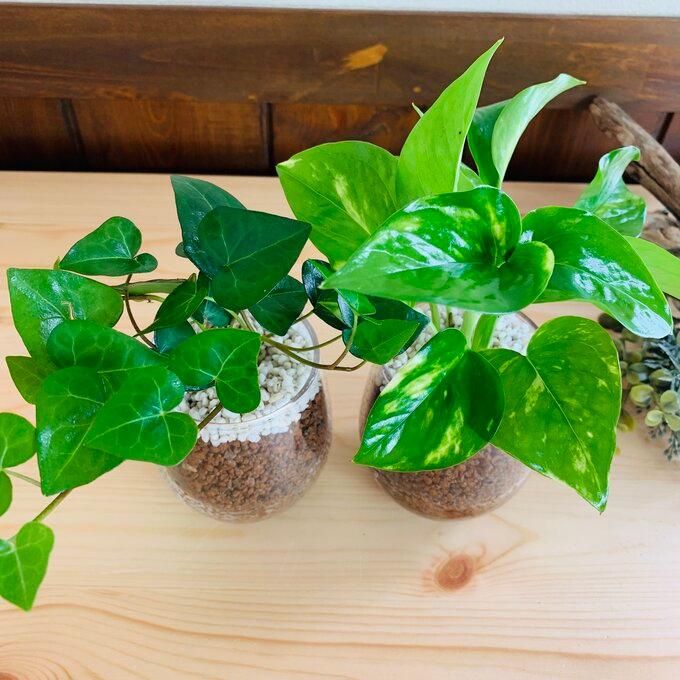 観葉植物　おしゃれ　母の日　予約　ベラボン植え　ハートアイビー　ゴールデンポトス　ラウンドグラス　ギフト　インテリア　室内 |  | 02