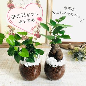 観葉植物　おしゃれ　母の日　予約　ガジュマル　ハートアイビー　ラウンドグラス　ギフト　インテリア　室内 | 