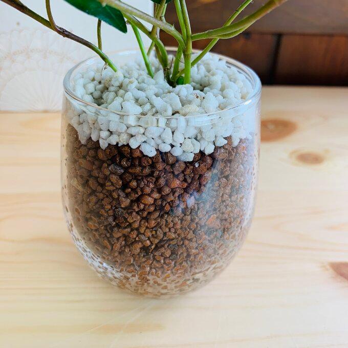 観葉植物　おしゃれ　母の日　予約　ガジュマル　ハートアイビー　ラウンドグラス　ギフト　インテリア　室内 |  | 04