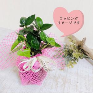 観葉植物　おしゃれ　母の日　予約　ガジュマル　ハートアイビー　ラウンドグラス　ギフト　インテリア　室内 |  | 06