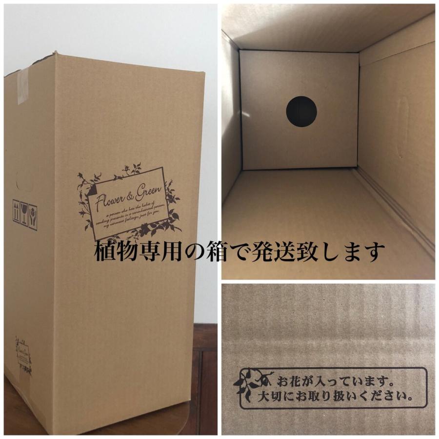 観葉植物　おしゃれ　母の日　予約　ガジュマル　ハートアイビー　ラウンドグラス　ギフト　インテリア　室内 |  | 08