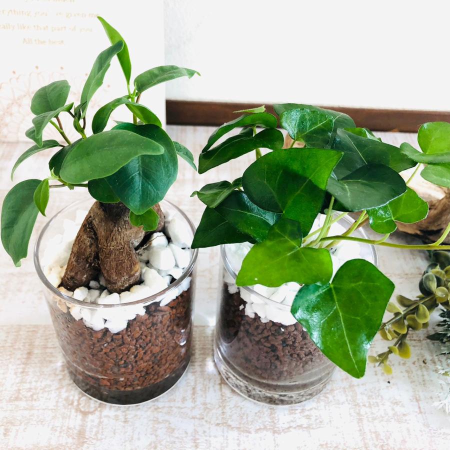 観葉植物　おしゃれ　母の日　予約  ベラボン植え　ガジュマル　ハートアイビー　ロックグラス　ギフト　インテリア　室内 |  | 02