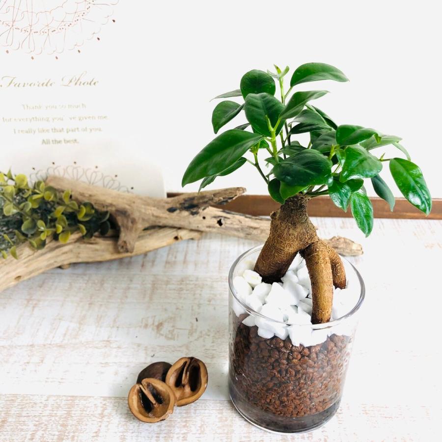 観葉植物　おしゃれ　母の日　予約  ベラボン植え　ガジュマル　ハートアイビー　ロックグラス　ギフト　インテリア　室内 |  | 03