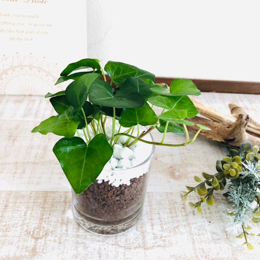 観葉植物　おしゃれ　母の日　予約  ベラボン植え　ガジュマル　ハートアイビー　ロックグラス　ギフト　インテリア　室内 |  | 04