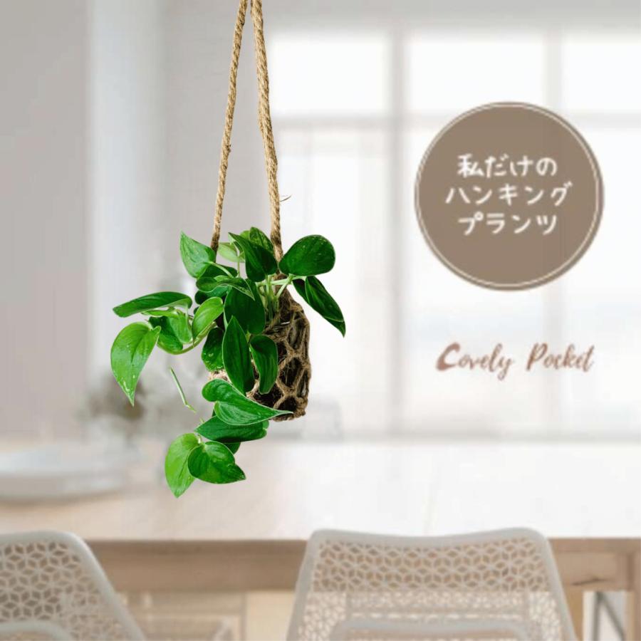 大人気セット ガジュマル ハートアイビー 観葉植物 インテリア ハイドロカルチャー 385 Lovely Pocket 通販 Yahoo ショッピング