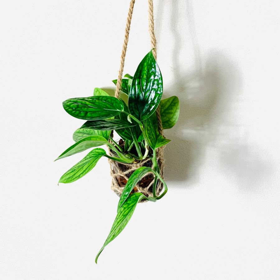 壁掛け　オシャレ　モンステラ　ジェイドシャトルコック　グラスハンギング　ベラボン植え　インテリア　観葉植物　吊るす　植木鉢　 |  | 01