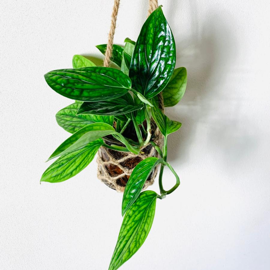 壁掛け　オシャレ　モンステラ　ジェイドシャトルコック　グラスハンギング　ベラボン植え　インテリア　観葉植物　吊るす　植木鉢　 |  | 02