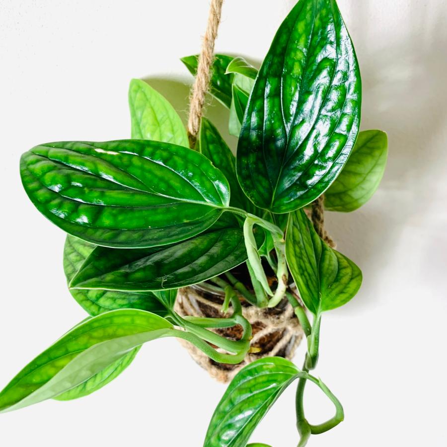 壁掛け　オシャレ　モンステラ　ジェイドシャトルコック　グラスハンギング　ベラボン植え　インテリア　観葉植物　吊るす　植木鉢　 |  | 03