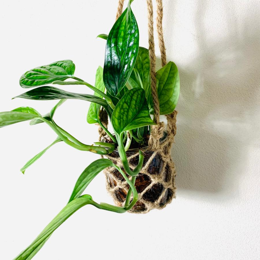 壁掛け　オシャレ　モンステラ　ジェイドシャトルコック　グラスハンギング　ベラボン植え　インテリア　観葉植物　吊るす　植木鉢　 |  | 04