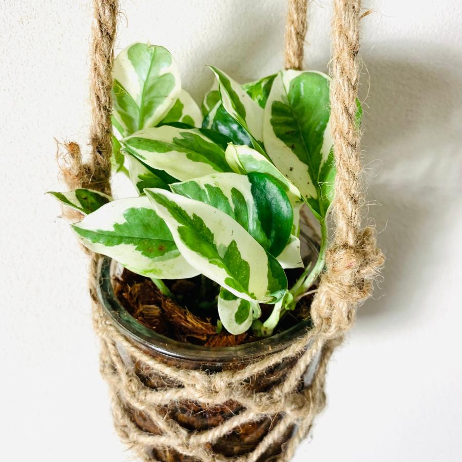 壁掛け　オシャレ　ポトス　エンジョイ　グラスハンギング　ベラボン植え　インテリア　観葉植物　吊るす　植木鉢　 |  | 03
