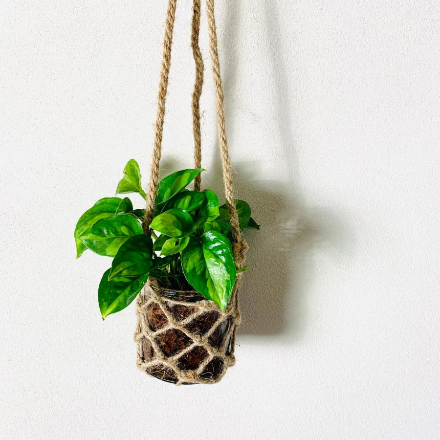 壁掛け オシャレ ポトス グローバルグリーン グラスハンギング