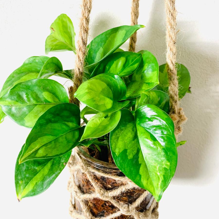 壁掛け　オシャレ　ポトス　グローバルグリーン　グラスハンギング　ベラボン植え　インテリア　観葉植物　吊るす　植木鉢　 |  | 04