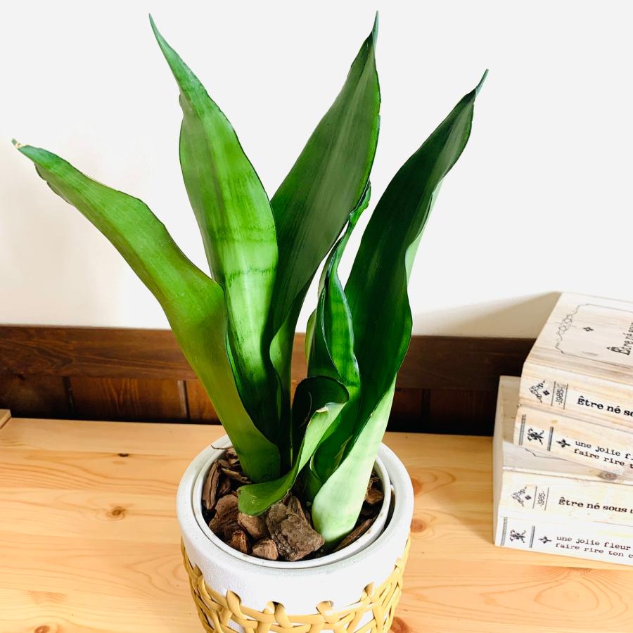 観葉植物　おしゃれ　サンスベリア　シルバーキング　ホワイト　5号　ラタン鉢　インテリア　引っ越し　ギフト |  | 01