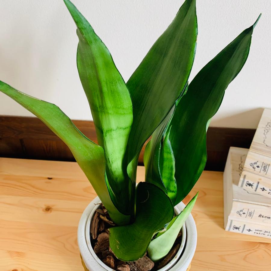 現品　キンコウボク　金厚朴　希少　21番　観葉植物　植木　インテリア　植木 在庫］キンコウボク 7号 観葉植物 屋外 珍しい 金厚朴 香水 花