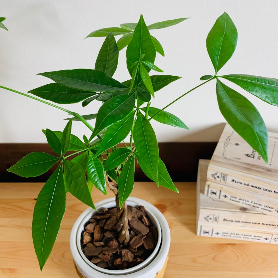 観葉植物　おしゃれ　編み込み　パキラ　5号　ホワイト　ラタン鉢　インテリア　引っ越し　ギフト |  | 02