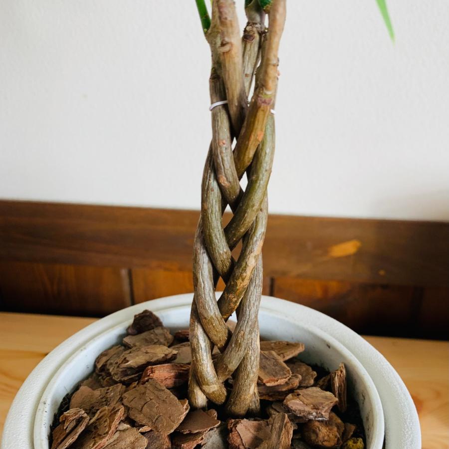 観葉植物　おしゃれ　編み込み　パキラ　5号　ホワイト　ラタン鉢　インテリア　引っ越し　ギフト |  | 03