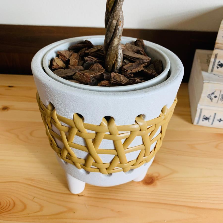 観葉植物　おしゃれ　編み込み　パキラ　5号　ホワイト　ラタン鉢　インテリア　引っ越し　ギフト |  | 04
