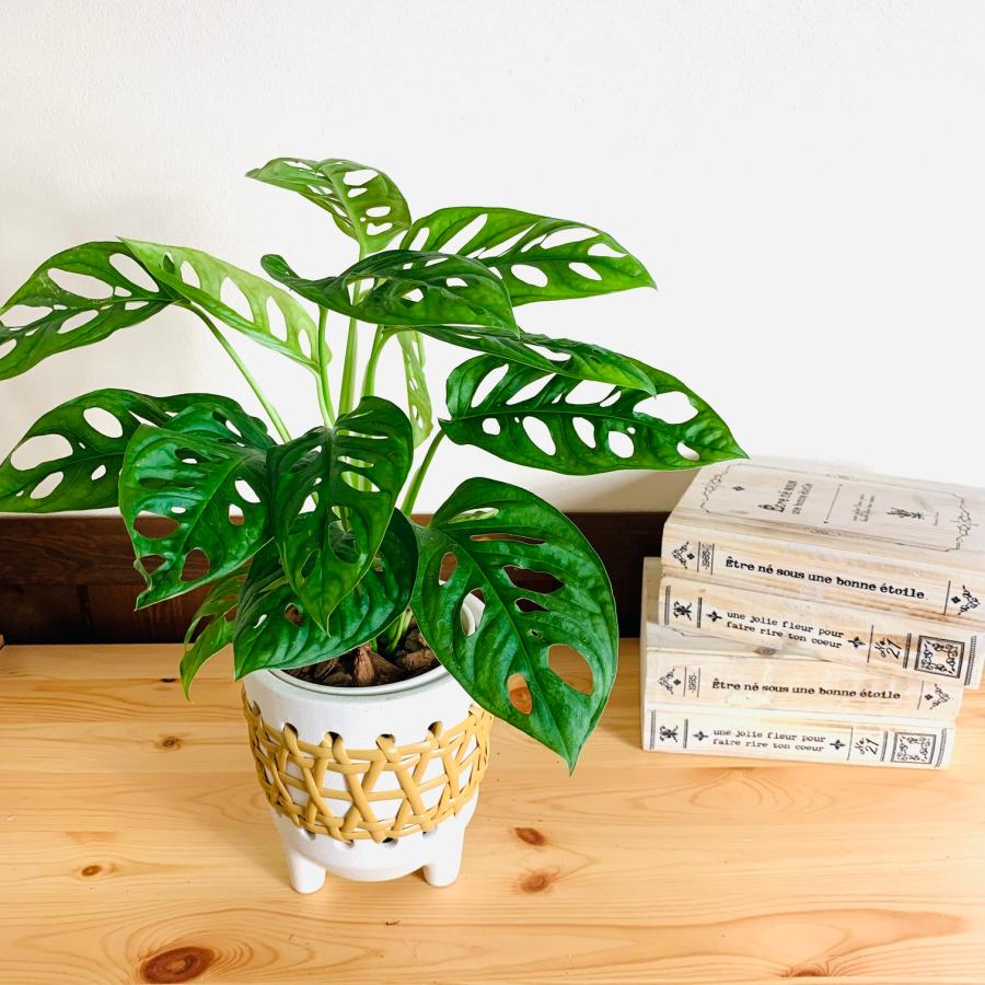 観葉植物　おしゃれ　モンステラ　マドカズラ　5号　ホワイト　ラタン鉢　インテリア　引っ越し　ギフト | 