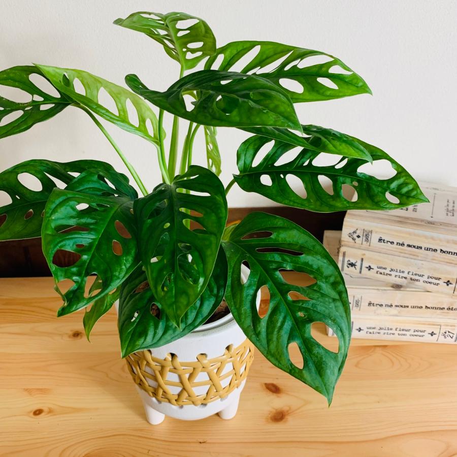 観葉植物　おしゃれ　モンステラ　マドカズラ　5号　ホワイト　ラタン鉢　インテリア　引っ越し　ギフト |  | 01