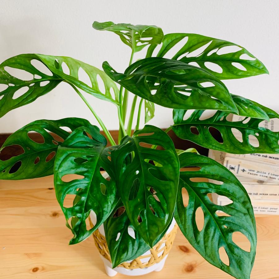 観葉植物　おしゃれ　モンステラ　マドカズラ　5号　ホワイト　ラタン鉢　インテリア　引っ越し　ギフト |  | 02