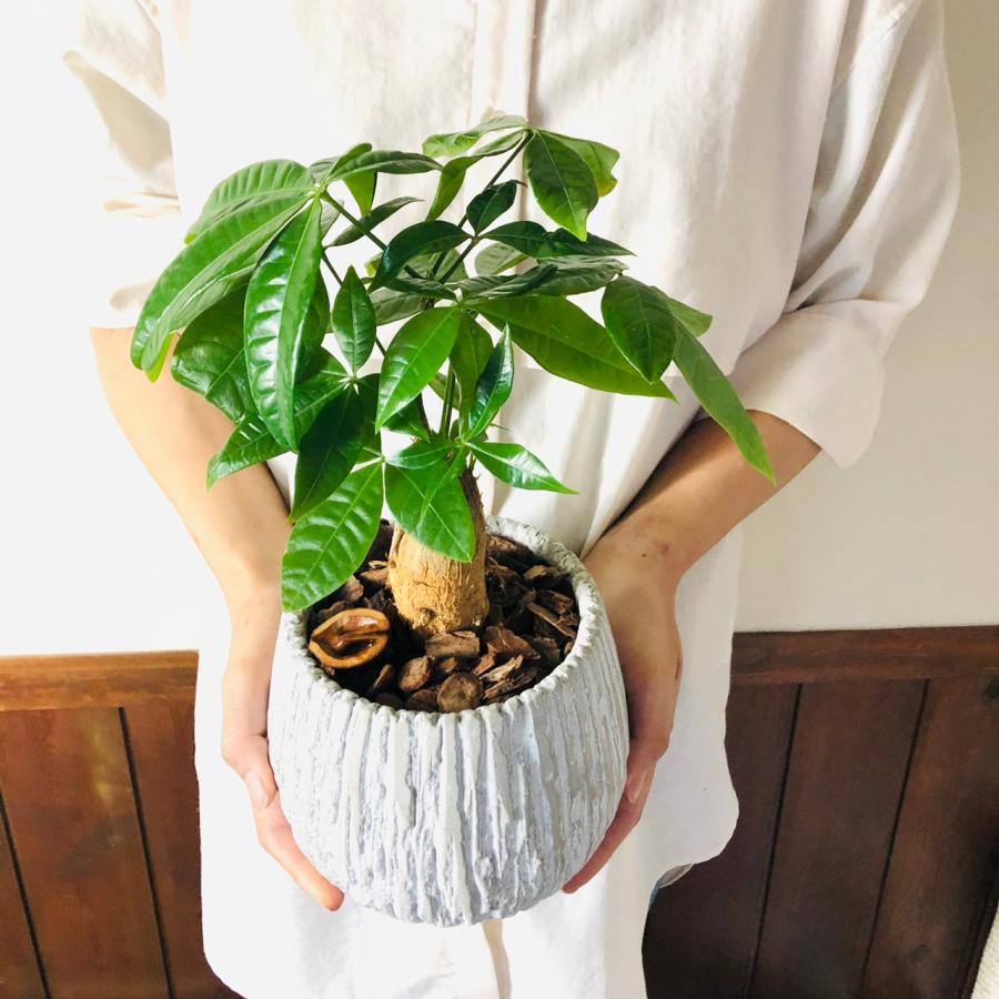 観葉植物　おしゃれ　パキラ　アンティーク陶器鉢　受け皿付き　5号　引っ越し　インテリア |  | 01