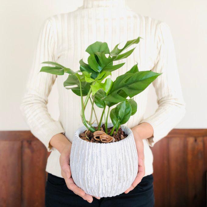 観葉植物　おしゃれ　モンステラ　アンティーク陶器鉢　受け皿付き　くるみ付　5号　引っ越し　インテリア | 