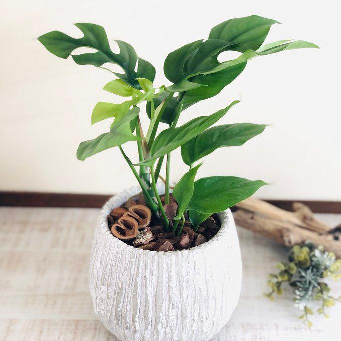 観葉植物　おしゃれ　モンステラ　アンティーク陶器鉢　受け皿付き　くるみ付　5号　引っ越し　インテリア |  | 01