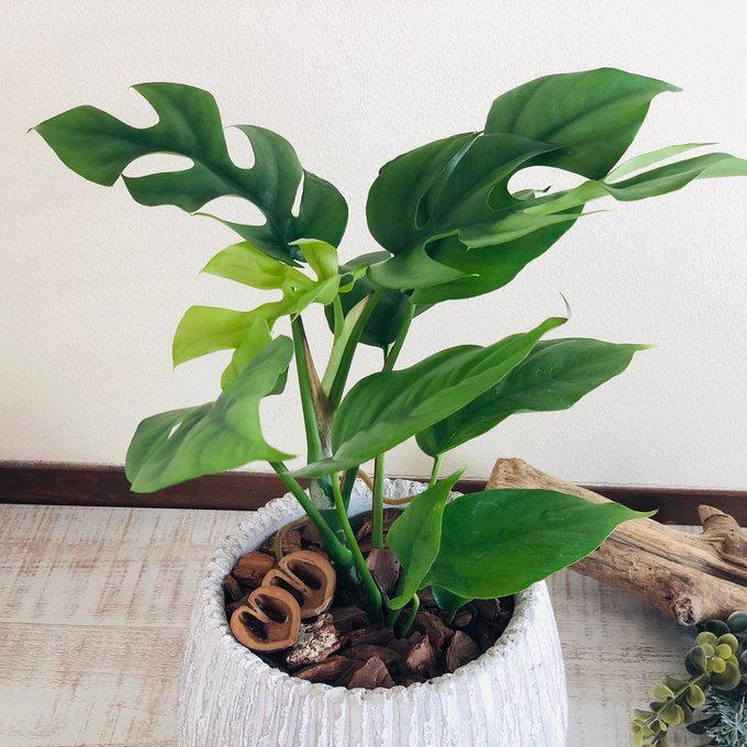 観葉植物　おしゃれ　モンステラ　アンティーク陶器鉢　受け皿付き　くるみ付　5号　引っ越し　インテリア |  | 04