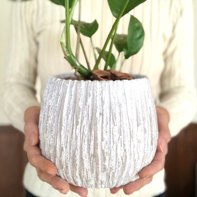 観葉植物　おしゃれ　モンステラ　アンティーク陶器鉢　受け皿付き　くるみ付　5号　引っ越し　インテリア |  | 05
