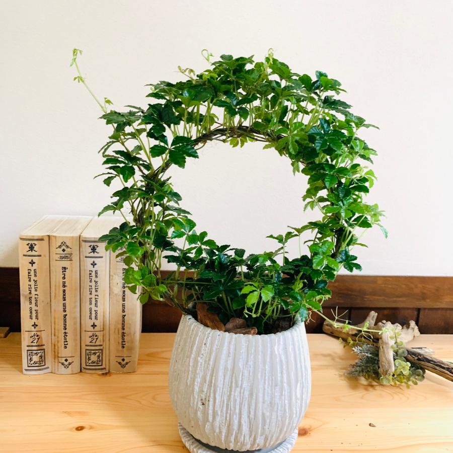 観葉植物　おしゃれ　シュガーバイン　アンティーク陶器鉢　受け皿付き　5号　引っ越し　インテリア　 | 