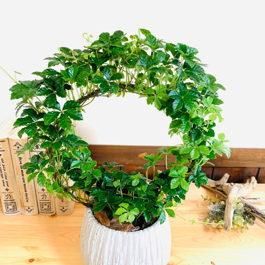 観葉植物　おしゃれ　シュガーバイン　アンティーク陶器鉢　受け皿付き　5号　引っ越し　インテリア　 |  | 01