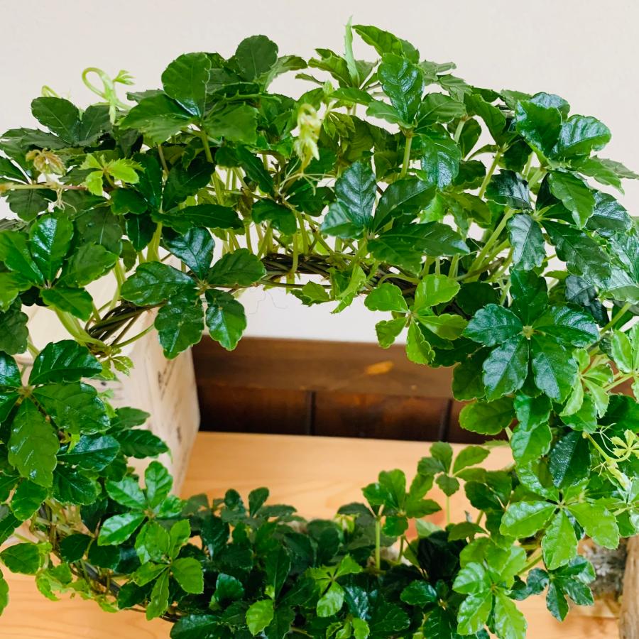 観葉植物　おしゃれ　シュガーバイン　アンティーク陶器鉢　受け皿付き　5号　引っ越し　インテリア　 |  | 03