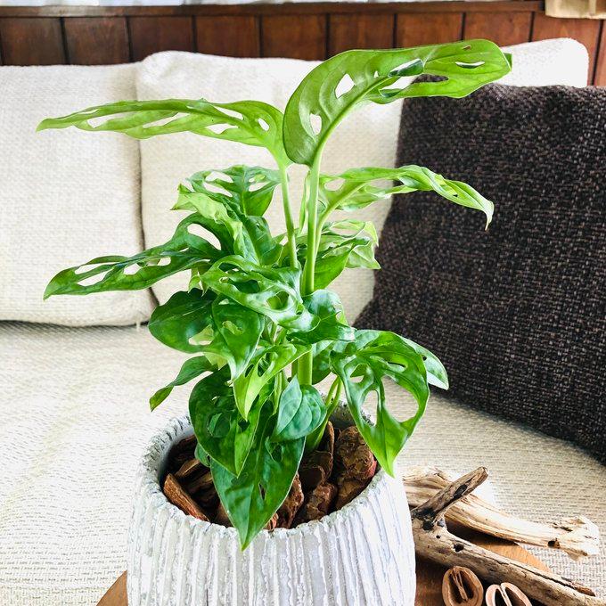 観葉植物　おしゃれ　モンステラ　マドカズラ　アンティーク陶器鉢　受け皿付き　5号 |  | 01