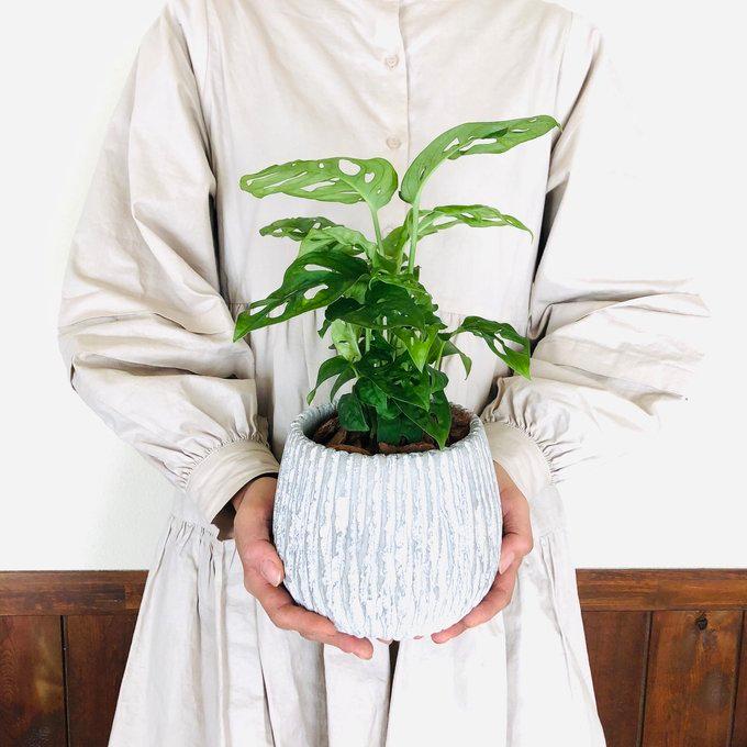 観葉植物　おしゃれ　モンステラ　マドカズラ　アンティーク陶器鉢　受け皿付き　5号 |  | 02