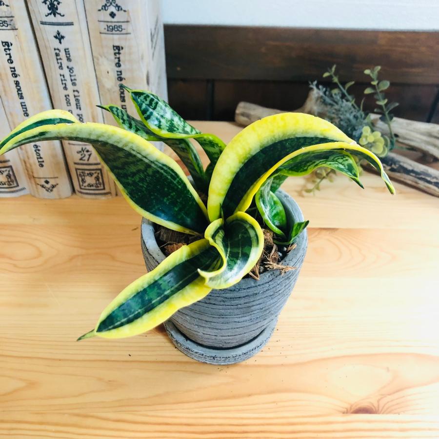 観葉植物　おしゃれ   サンスベリア　トルネード　3号　受け皿付き　グレー陶器鉢　インテリア |  | 01