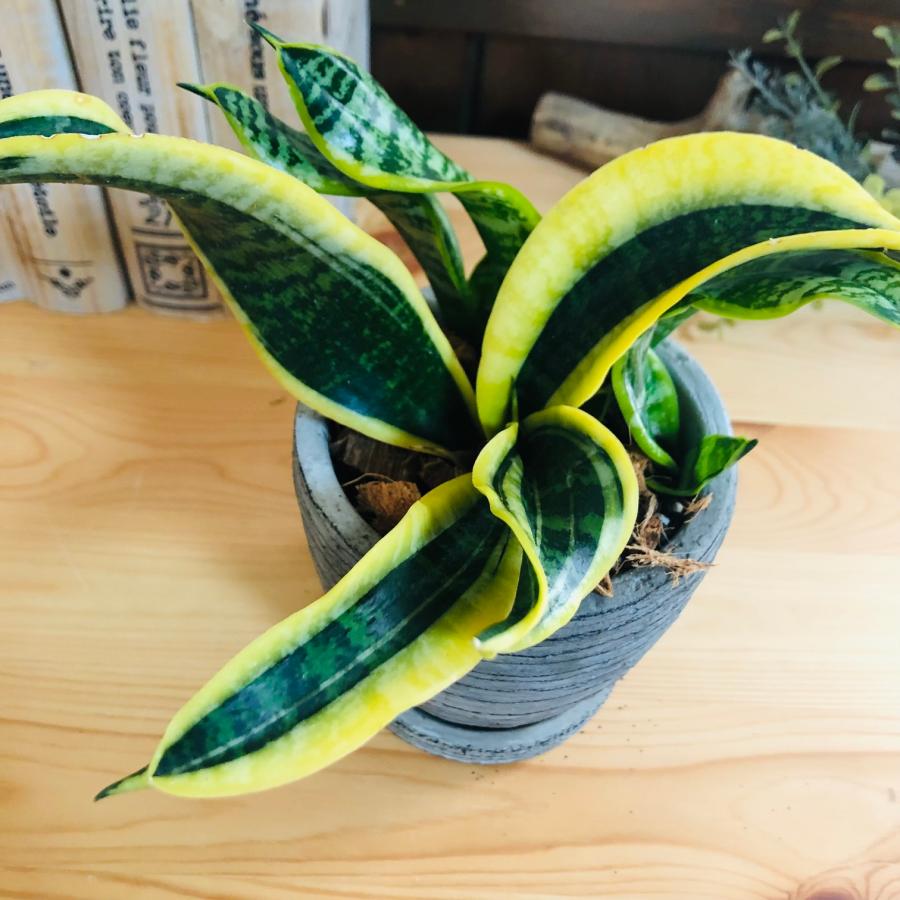 観葉植物　おしゃれ   サンスベリア　トルネード　3号　受け皿付き　グレー陶器鉢　インテリア |  | 02