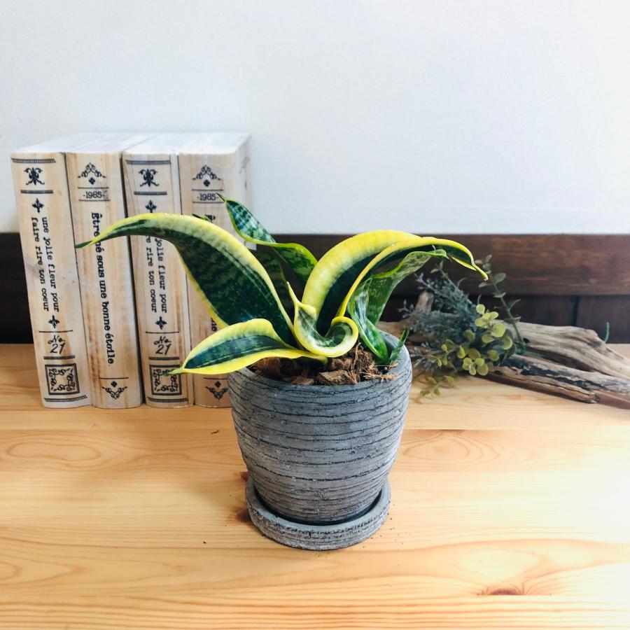 観葉植物　おしゃれ   サンスベリア　トルネード　3号　受け皿付き　グレー陶器鉢　インテリア |  | 03
