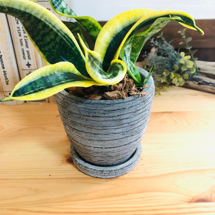 観葉植物　おしゃれ   サンスベリア　トルネード　3号　受け皿付き　グレー陶器鉢　インテリア |  | 04