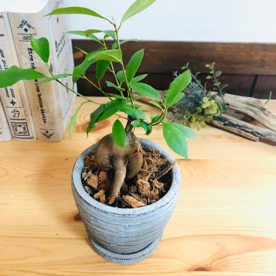 観葉植物　おしゃれ   ガジュマル　3号　グレー陶器鉢　受け皿付き　インテリア |  | 01