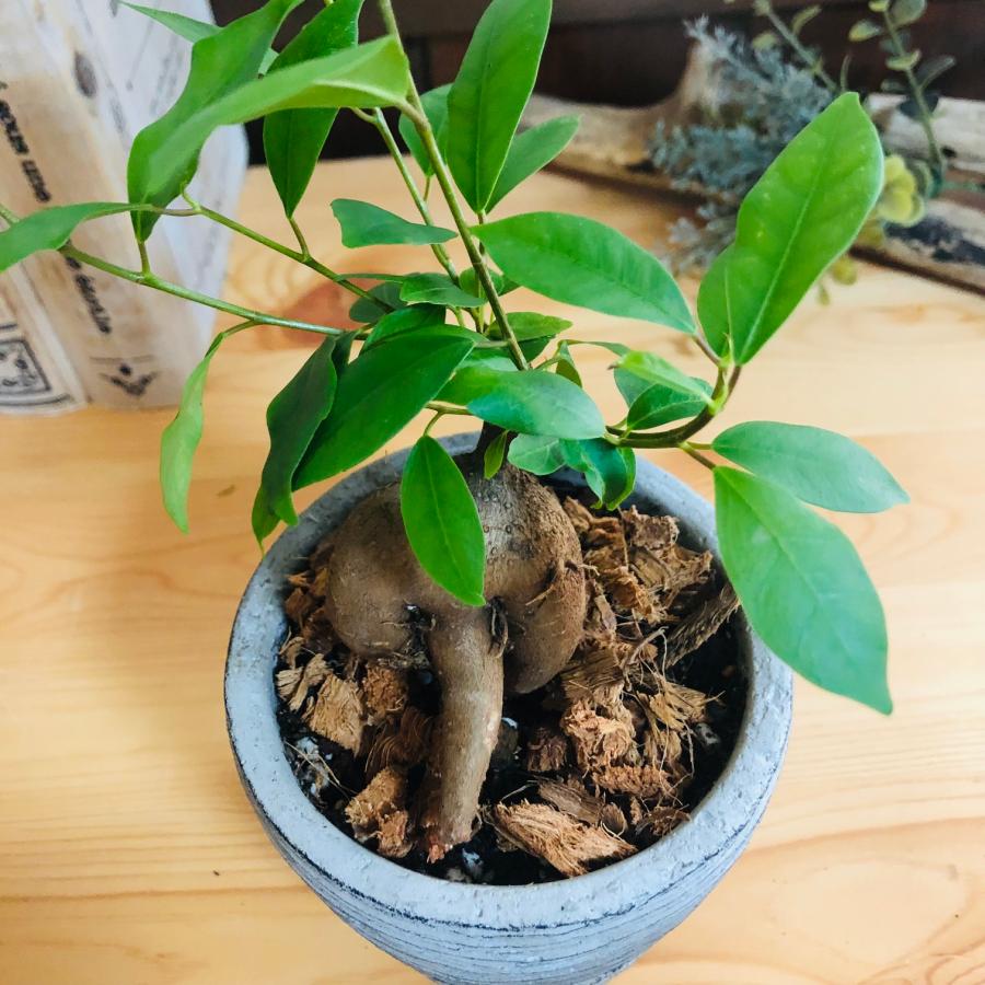 観葉植物　おしゃれ   ガジュマル　3号　グレー陶器鉢　受け皿付き　インテリア |  | 02